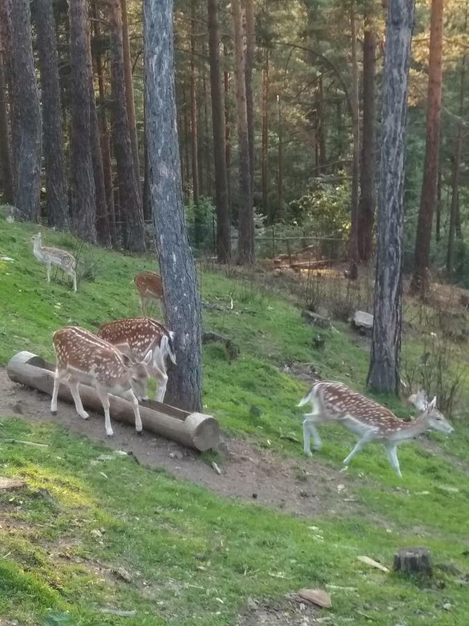 Mavrovo Forest Apartments ภายนอก รูปภาพ